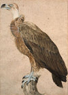 Brown vulture