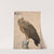 Brown vulture by Jacques Barraband