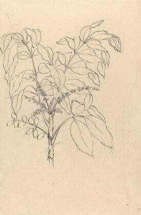 Brucea antidysenterica