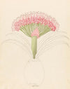 Brunswigia [Brunsvigia grandiflora]