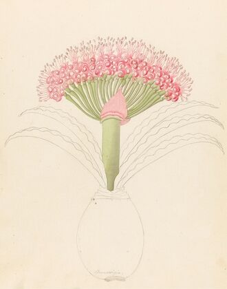 Brunswigia [Brunsvigia grandiflora]