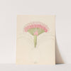 Brunswigia [Brunsvigia grandiflora] by Clemenz Heinrich Wehdemann