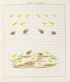 Brushwork Pl.12