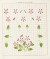Brushwork Pl.14