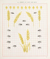 Brushwork Pl.24