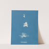 Bryopsis hypnoides by Anna Atkins