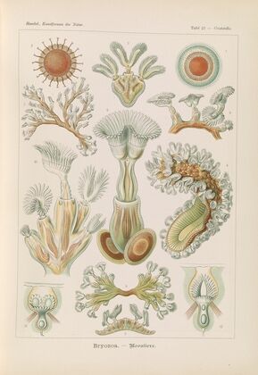 Bryozoa. – Moostiere