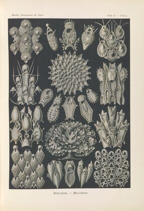 Bryozoa. – Woostiere