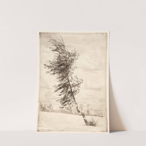 Brzózka na wietrze (1901) by Józef Pankiewicz