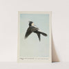 Bubbling Bob the Bobolink by Louis Agassiz Fuertes