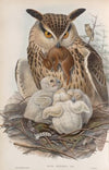 Bubo maximus. Eagle Owl. (1862-1873)