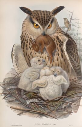 Bubo maximus. Eagle Owl. (1862-1873)