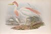 Bubulcus russatus. Buff-backed Heron. (1862-1873)