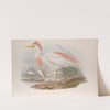 Bubulcus russatus. Buff-backed Heron. (1862-1873) by John Gould