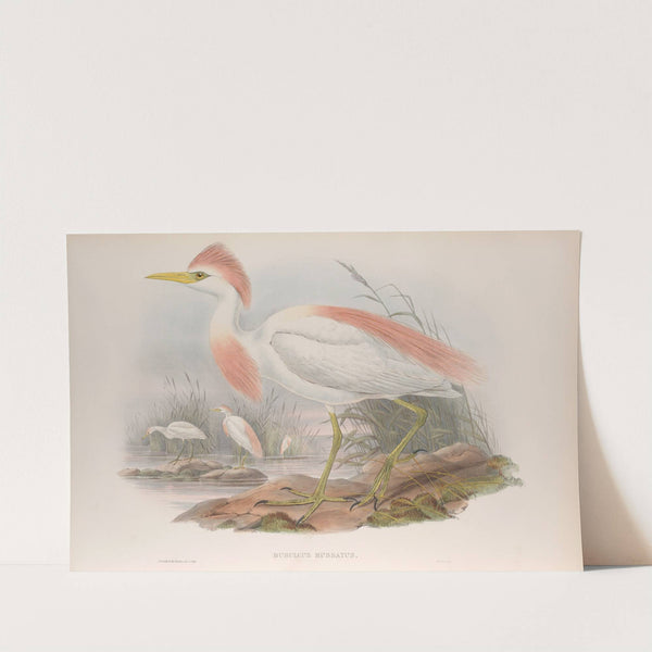 Bubulcus russatus. Buff-backed Heron. (1862-1873) by John Gould