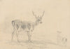 Buck and Doe