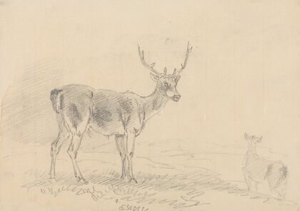Buck and Doe