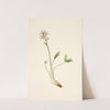 Buckbean (Menyanthes trifoliata) (ca. 1900-1920) by Mary Vaux Walcott