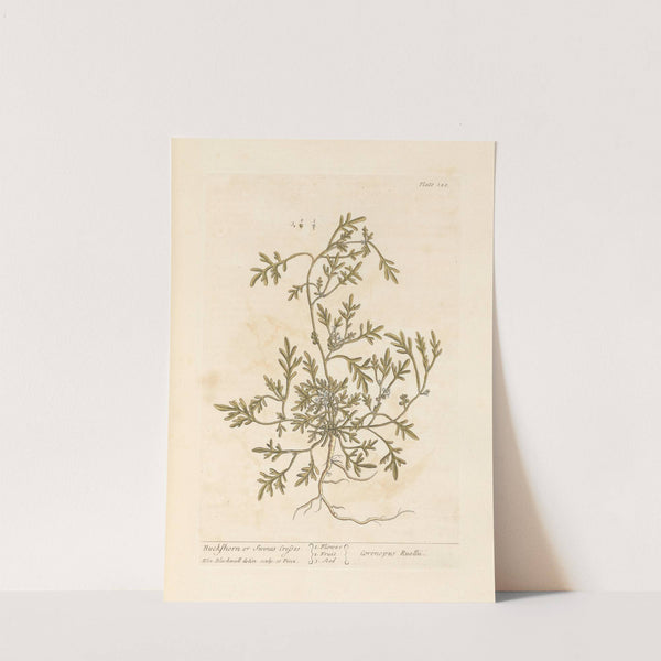 Buckshorn or swines cresses by Elizabeth Blackwell