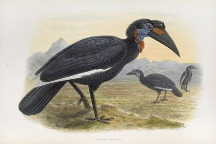 Bucorvus abyssinicus