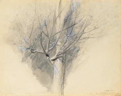 Budding Sycamore — size preview