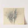 Budding Sycamore by John Ruskin