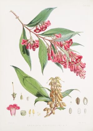 Buddleia Colvilei, H.f. & T. (1855)