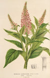 Buddleia curviflora