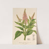 Buddleia curviflora by Charles Antoine Lemaire