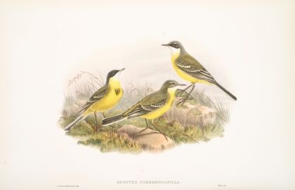 Budytes cinereocapilla. Grey-capped Wagtail. (1862-1873)
