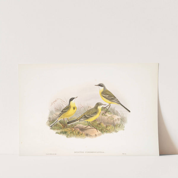 Budytes cinereocapilla. Grey-capped Wagtail. (1862-1873) by John Gould