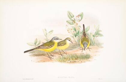 Budytes flava. Grey-headed Wagtail. (1862-1873)