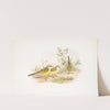 Budytes flava. Grey-headed Wagtail. (1862-1873) by John Gould