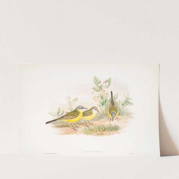 Budytes flava. Grey-headed Wagtail. (1862-1873) by John Gould