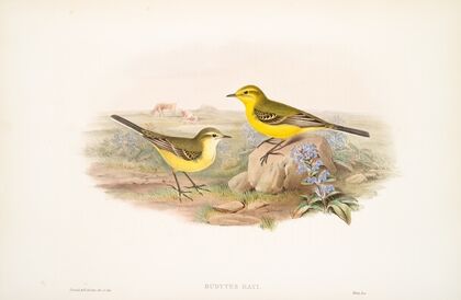 Budytes Rayi. Yellow Wagtail. (1862-1873)