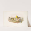 Budytes Rayi. Yellow Wagtail. (1862-1873) by John Gould