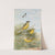 Budytes taivanus Swinhoe, Budytes flavus beema Sykes, Budytes flavus borealis (Sundevall) by Johann Friedrich Naumann