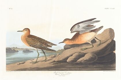 Buff breasted sandpiper