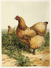 Buff Cochin Hen