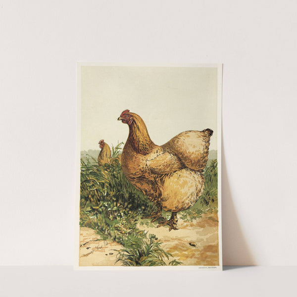 Buff Cochin Hen (1867) by Harrison Weir
