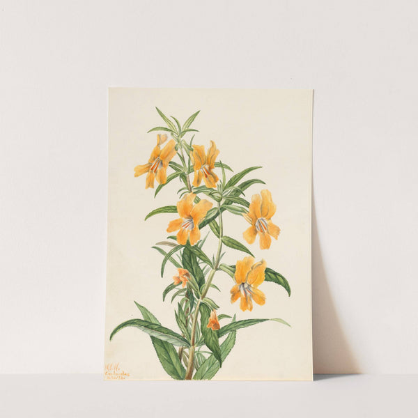 Buff Monkeyflower (Diplacus longiflorus) (1926) by Mary Vaux Walcott