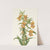 Buff Monkeyflower. Diplacus longiflorus (1925) by Mary Vaux Walcott