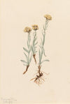Beargrass (Xerophyllum tenax) (1924)