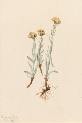 Beargrass (Xerophyllum tenax) (1924)