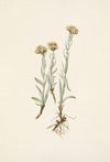 Northern Anemone. Anemone parviflora