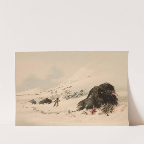 Buffalo Bull, in Snow Drift by George Catlin
