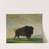 Buffalo Cow, Grazing on the Prairie by George Catlin