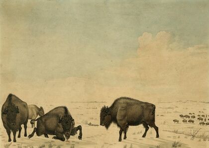 Buffalo Hunt