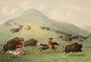 Buffalo Hunt, Horseback