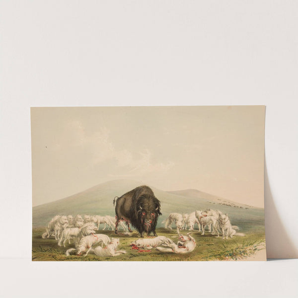 Buffalo Hunt, White Wolves Attacking A Buffalo Bull by George Catlin